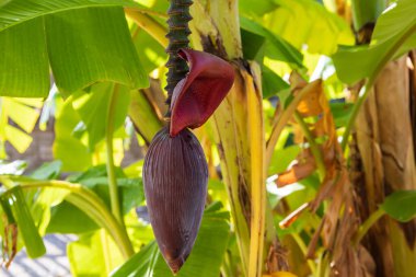 Ağaçta yeşil muzlar. Muz çiçeği ve yapraklar. Rodos adasındaki çiftlik.