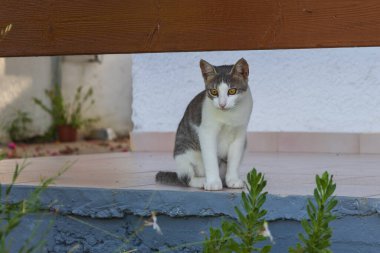 Sokaktaki vahşi kedi duvarda oturuyor