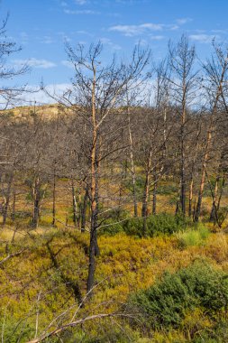 Landscape after fire. Burnt trees and meadows. Farm area on the island of Rhodes clipart