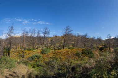 Landscape after fire. Burnt trees and meadows. Farm area on the island of Rhodes clipart