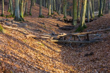 Ormanda birbirine dolanmış büyük ağaç kökleri.