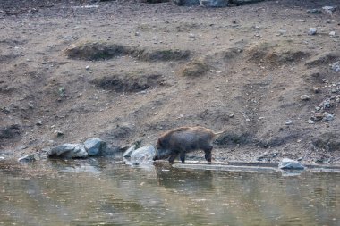 Yaban domuzu - Sus scrofa - ormanda ve doğal ortamında. Vahşi doğanın fotoğrafı.