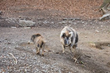 Yaban domuzu - Sus scrofa - ormanda ve doğal ortamında. Vahşi doğanın fotoğrafı.