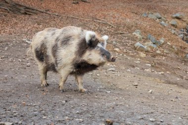 Yaban domuzu - Sus scrofa - ormanda ve doğal ortamında. Vahşi doğanın fotoğrafı.