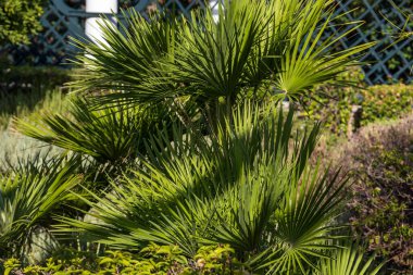 Parkta yeşil palmiye yaprakları