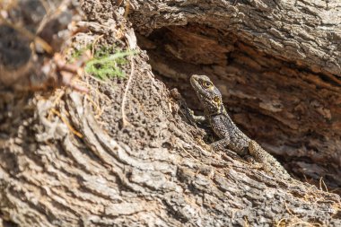 Kayadaki büyük vahşi bir kertenkele..