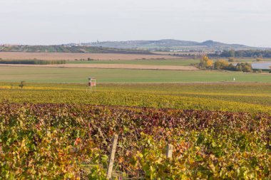 Sonbahar üzüm bağı manzarası. Palava bağları ve üzüm bağları akşam ışığında