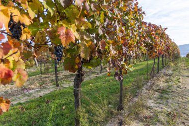 Sonbahar üzüm bağı manzarası. Palava bağları ve üzüm bağları akşam ışığında