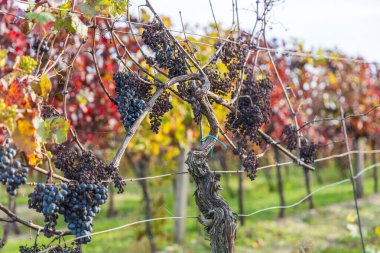Sonbahar üzüm bağı manzarası. Palava bağları ve üzüm bağları akşam ışığında