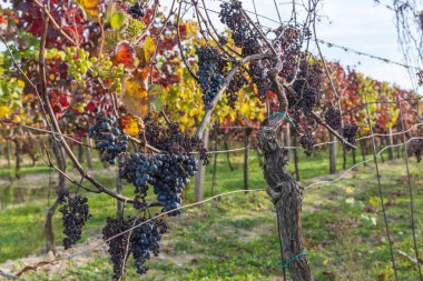Sonbahar üzüm bağı manzarası. Palava bağları ve üzüm bağları akşam ışığında