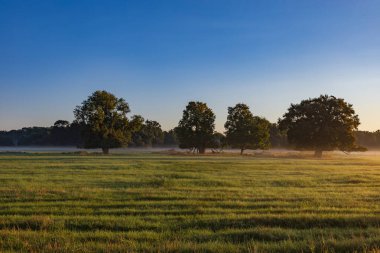 Beautiful autumn landscape at sunrise. Clearing fog. Pohansko Czech Republic Europe clipart