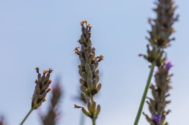 Lavanta - mavi-menekşe çiçekli tıbbi bitki