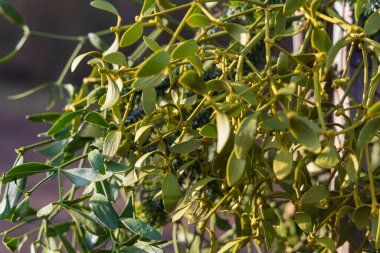 Noel 'de satılık yeşil ökseotu