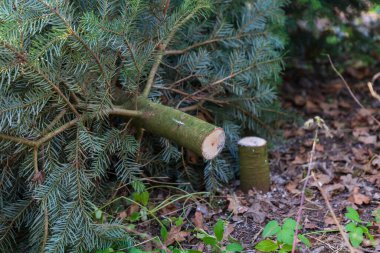 Noel ağacı satışı için ekin