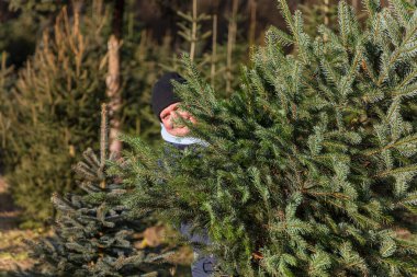 Noel ağacı satışı için plantasyon. Genç adam kesilmiş bir Noel ağacı taşıyor.
