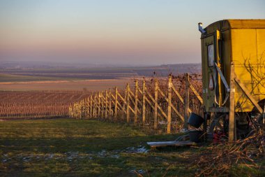 Winter landscape in sunny weather. Vineyards in the Palava region. Remains of grapes after harvest clipart