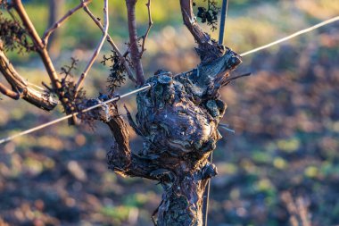 Hasat sonrası üzüm bağı tedavisi. Asma başları kesmek
