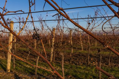 Güneşli havada kış manzarası. Palava bölgesindeki üzüm bağları. Hasattan sonra üzüm kalıntıları