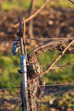 Güneşli havada kış manzarası. Palava bölgesindeki üzüm bağları. Hasattan sonra üzüm kalıntıları