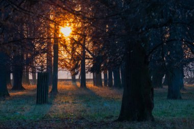 Gün batımında yaprak döken ağaçlarla dolu bir kış parkı. Çimlerin üzerinde don var.