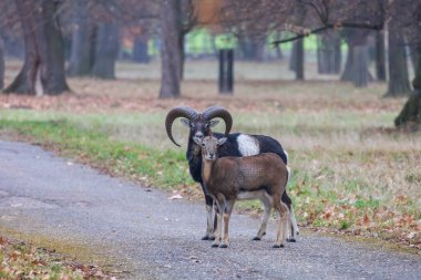 Mouflon - Ormandaki Ovis Musimon