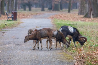 Mouflon - Ormandaki Ovis Musimon