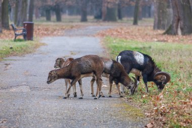 Mouflon - Ovis musimon in the wild in the forest clipart