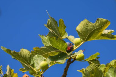 İncir ağacında olgunlaşan meyveler. Ağacın yaprakları arasında yeşil incirler