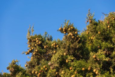 Filerimos Cross hac alanı ve manzara manzaralı bahçe. Yunanistan 'daki Rhohos Adası