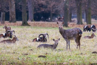 Sika geyiği - Çayırda ve ormanda Cervus nippon, dişi geyik ve muflon. Fotoğraf: Vahşi doğadan.