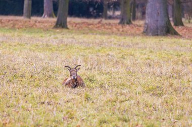 Sika geyiği - Çayırda ve ormanda Cervus nippon, dişi geyik ve muflon. Fotoğraf: Vahşi doğadan.