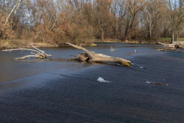 Cvrcovice yakınlarındaki Jihlava Nehri 'nde rafting ve nehir. Nehirde devrilmiş ağaçlar var.