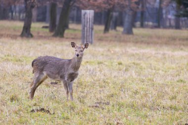Sika geyiği - Çayırda ve ormanda Cervus nippon, dişi geyik ve muflon. Fotoğraf: Vahşi doğadan.