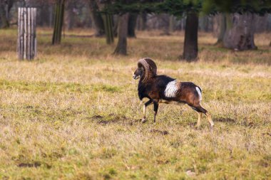 Sika geyiği - Çayırda ve ormanda Cervus nippon, dişi geyik ve muflon. Fotoğraf: Vahşi doğadan.