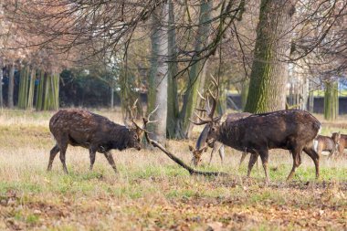 Sika geyiği - Çayırda ve ormanda Cervus nippon, dişi geyik ve muflon. Fotoğraf: Vahşi doğadan.
