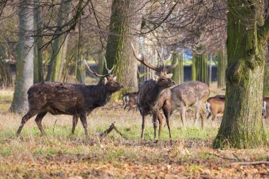 Sika geyiği - Çayırda ve ormanda Cervus nippon, dişi geyik ve muflon. Fotoğraf: Vahşi doğadan.