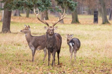 Sika geyiği - Çayırda ve ormanda Cervus nippon, dişi geyik ve muflon. Fotoğraf: Vahşi doğadan.
