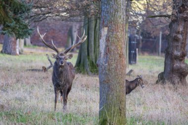 Sika geyiği - Çayırda ve ormanda Cervus nippon, dişi geyik ve muflon. Fotoğraf: Vahşi doğadan.