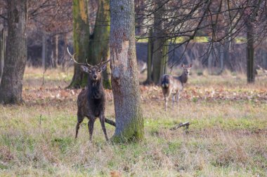 Sika geyiği - Çayırda ve ormanda Cervus nippon, dişi geyik ve muflon. Fotoğraf: Vahşi doğadan.