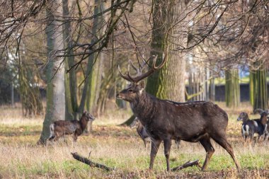 Sika geyiği - Çayırda ve ormanda Cervus nippon, dişi geyik ve muflon. Fotoğraf: Vahşi doğadan.
