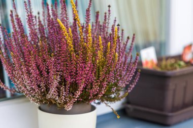 Sonbahar çiçeği Heather - Pencere eşiğinde bir saksıda Calluna vulgaris