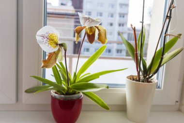 Güzel bir ev çiçeği, tencerede bir orkide, odanın pencere eşiğinde bir iç dekorasyon gibidir.
