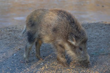 Yaban domuzu - Sus scrofa - ormanda ve doğal ortamında. Vahşi doğanın fotoğrafı.