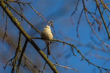 Long-tailed tit - Aegithalos caudatus sitting on a branch in the tree crown. Blue sky