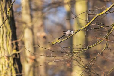 Long-tailed tit - Aegithalos caudatus sitting on a branch in the tree crown. Blue sky