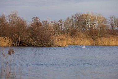 Beyaz bir kuğu bir göletin yüzeyinde yüzer. Arka planda bir kamış var..