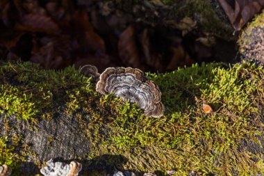 Düşmüş bir ağaç gövdesine yeşil yosun ile kaplıdır