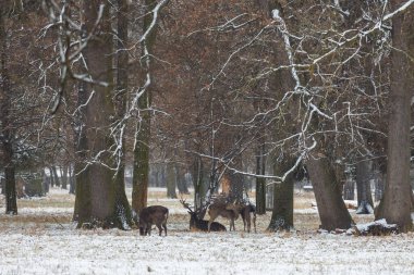 Sika Geyiği Cervus Nippon ile kış manzarası. Çayırda kar var ve arazide kar yağıyor..