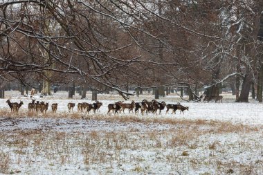 Mouflon ile kış manzarası - Ovis aries musimon. Çayırda kar var ve arazide kar yağıyor.