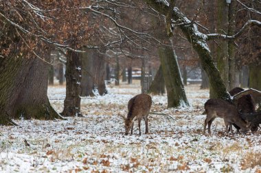 Mouflon ile kış manzarası - Ovis aries musimon. Çayırda kar var ve arazide kar yağıyor.